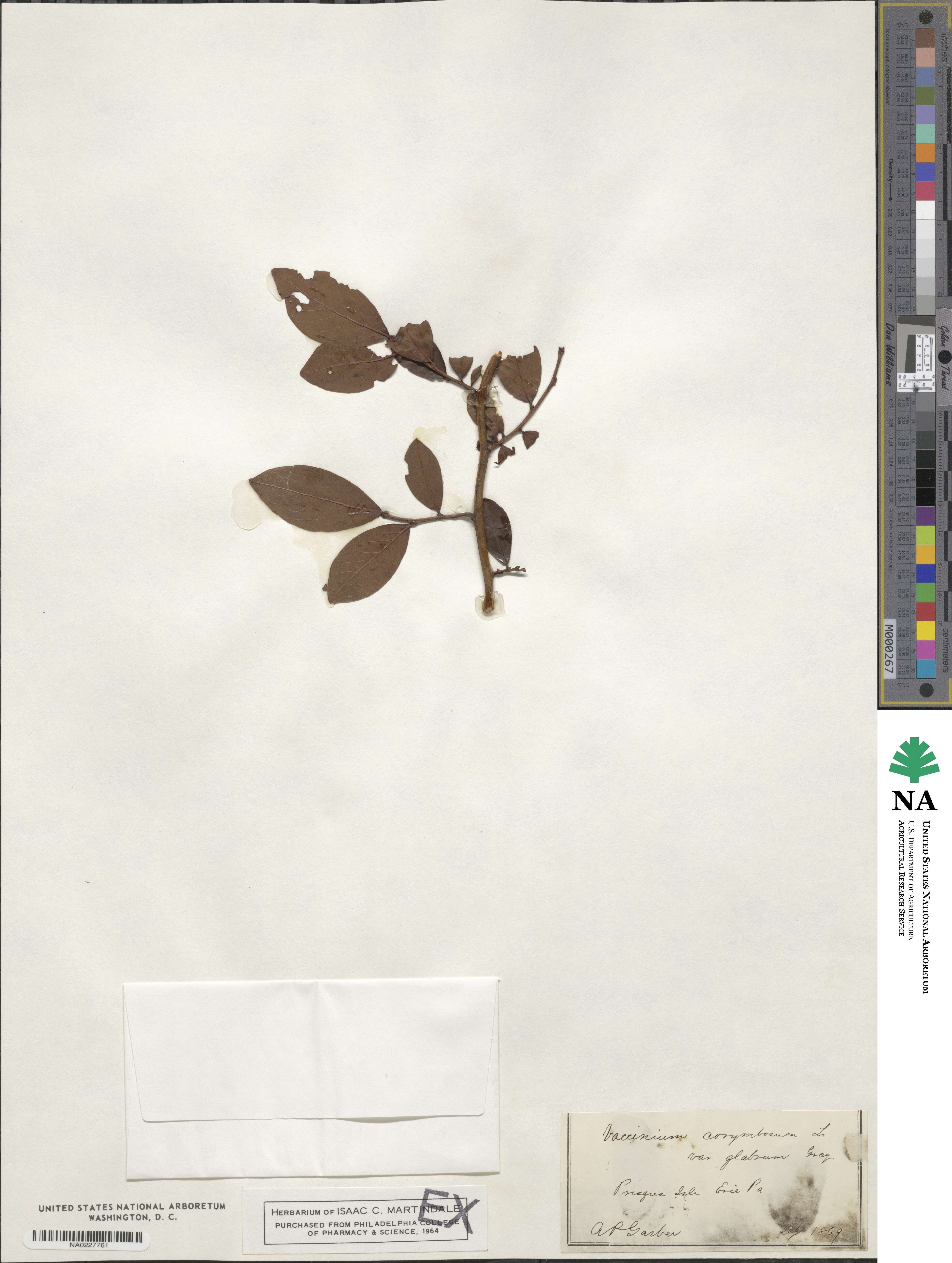 Vaccinium corymbosum image