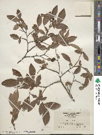 Vaccinium corymbosum image