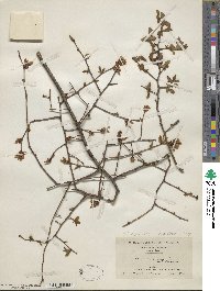 Vaccinium corymbosum image