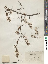 Vaccinium corymbosum image