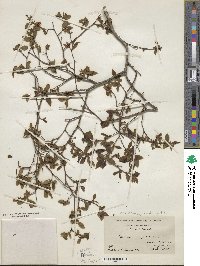 Vaccinium corymbosum image