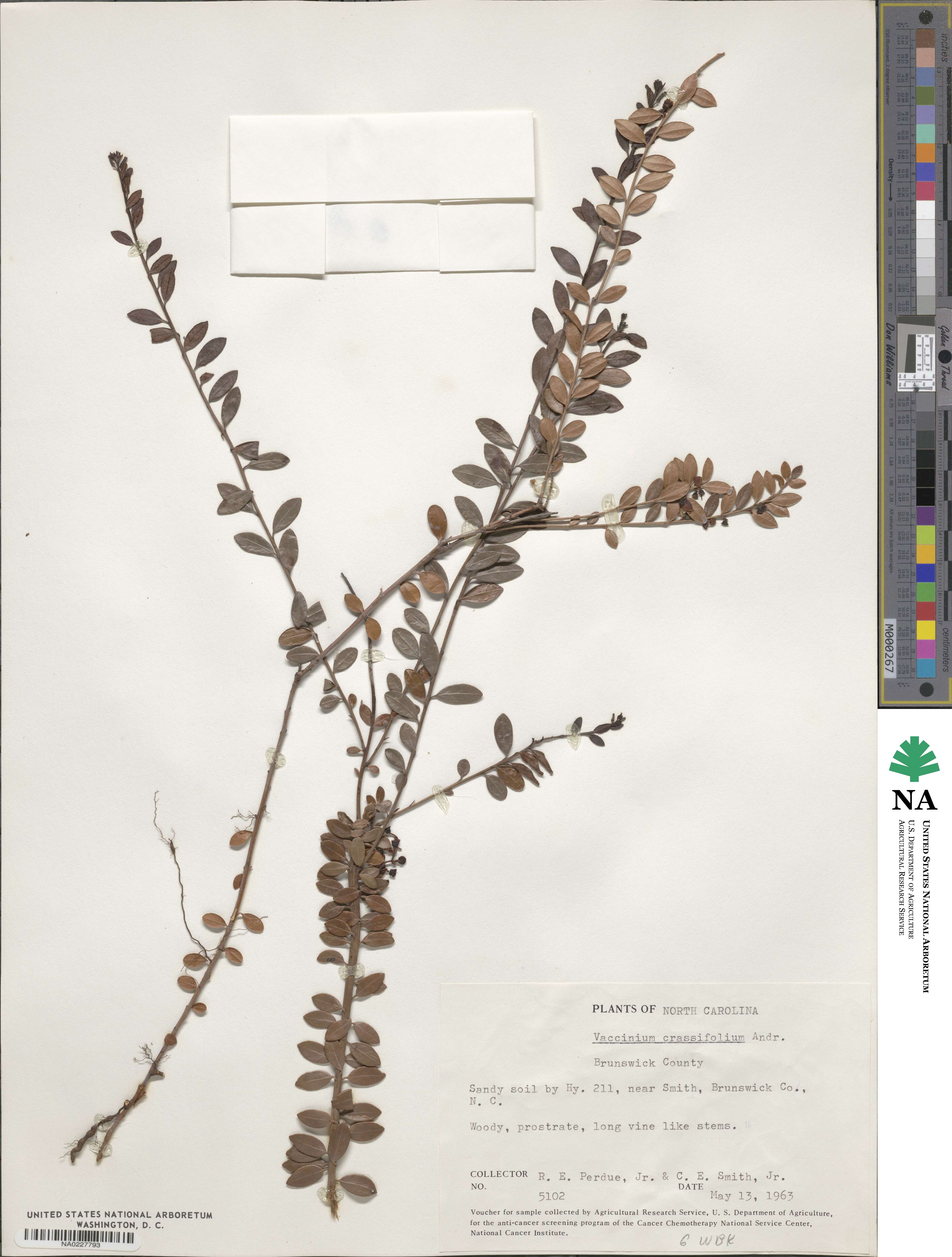 Vaccinium crassifolium image