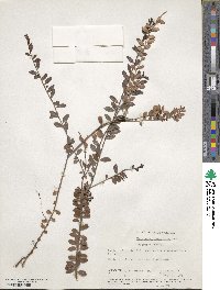 Vaccinium crassifolium image