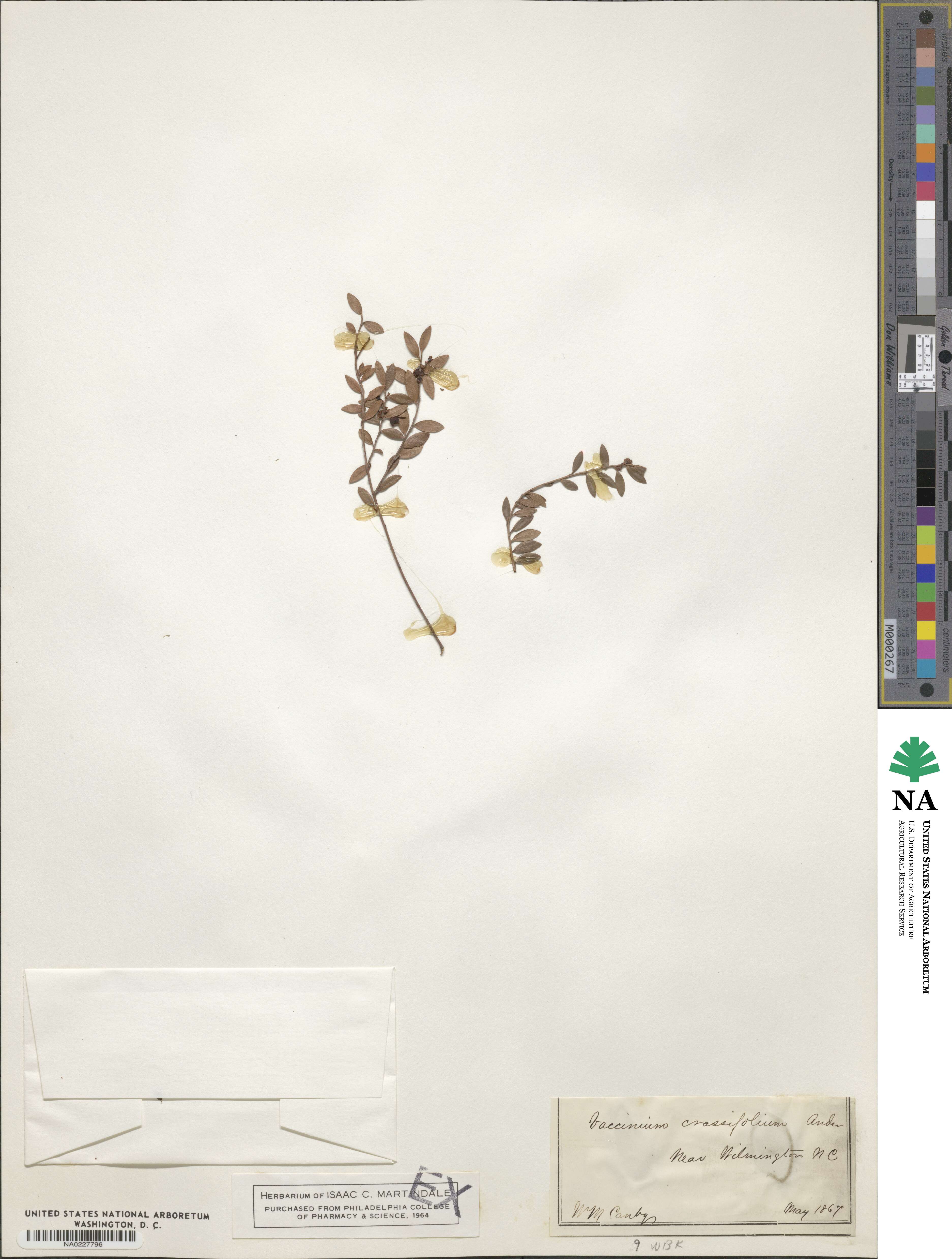Vaccinium crassifolium image