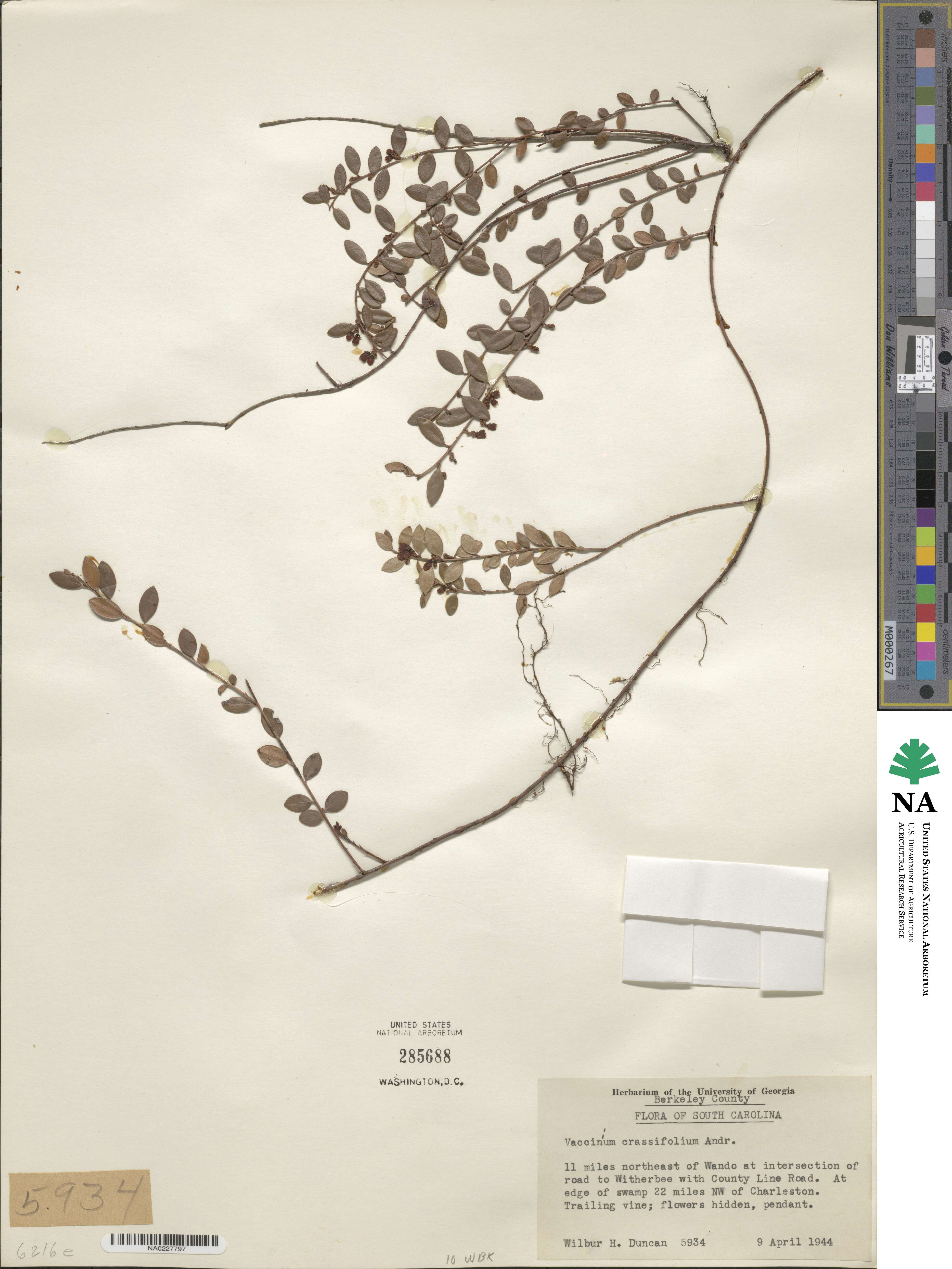 Vaccinium crassifolium image