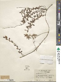 Vaccinium crassifolium image