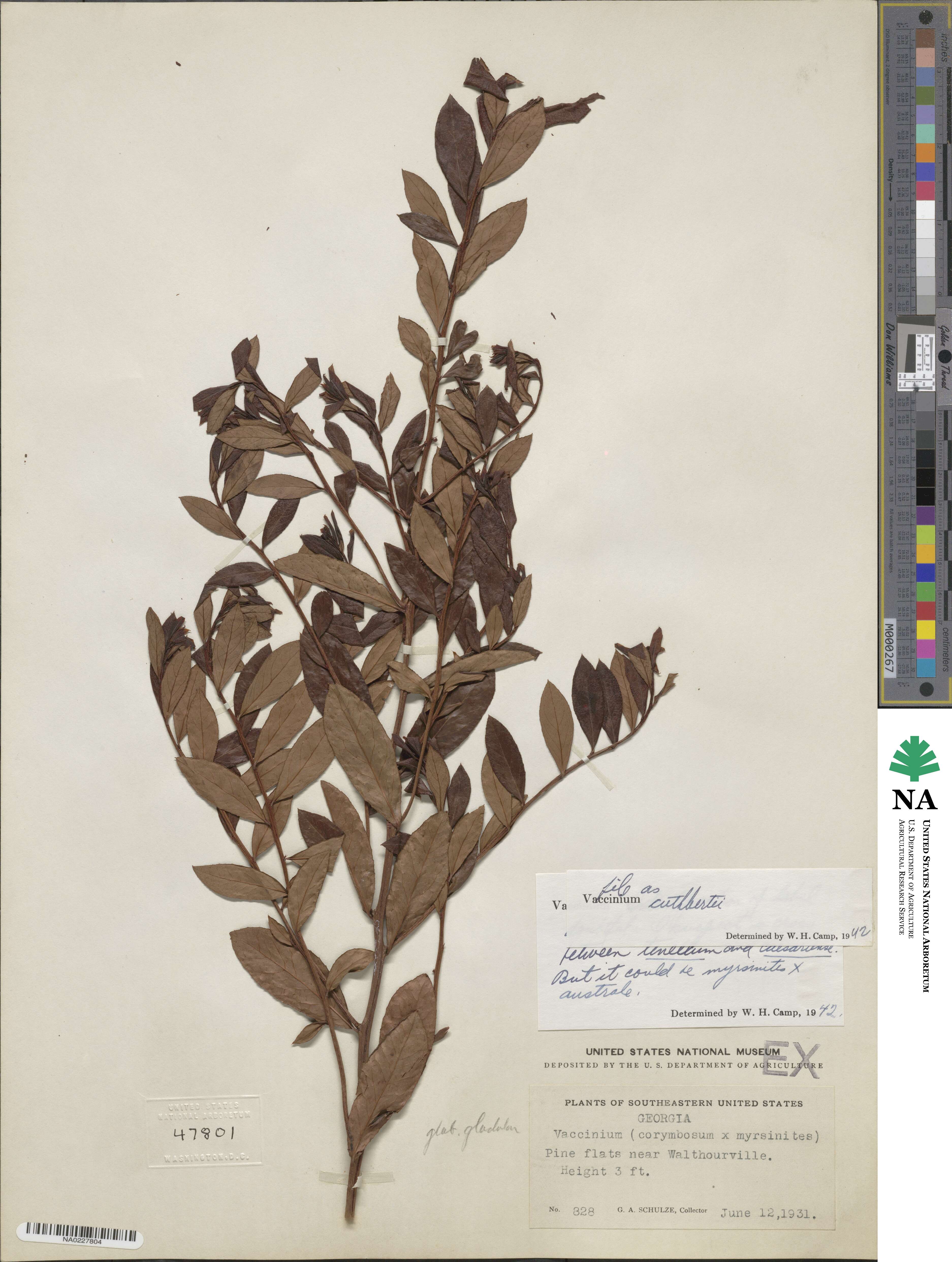 Vaccinium corymbosum image