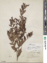 Vaccinium corymbosum image