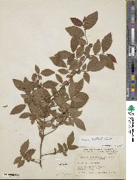 Vaccinium corymbosum image