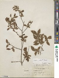 Vaccinium corymbosum image