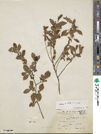 Vaccinium corymbosum image