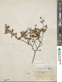 Vaccinium corymbosum image