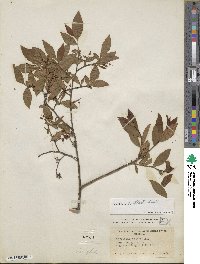 Vaccinium corymbosum image