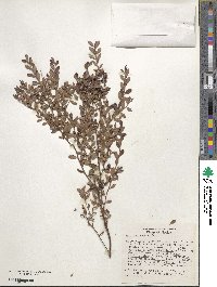 Vaccinium darrowii image