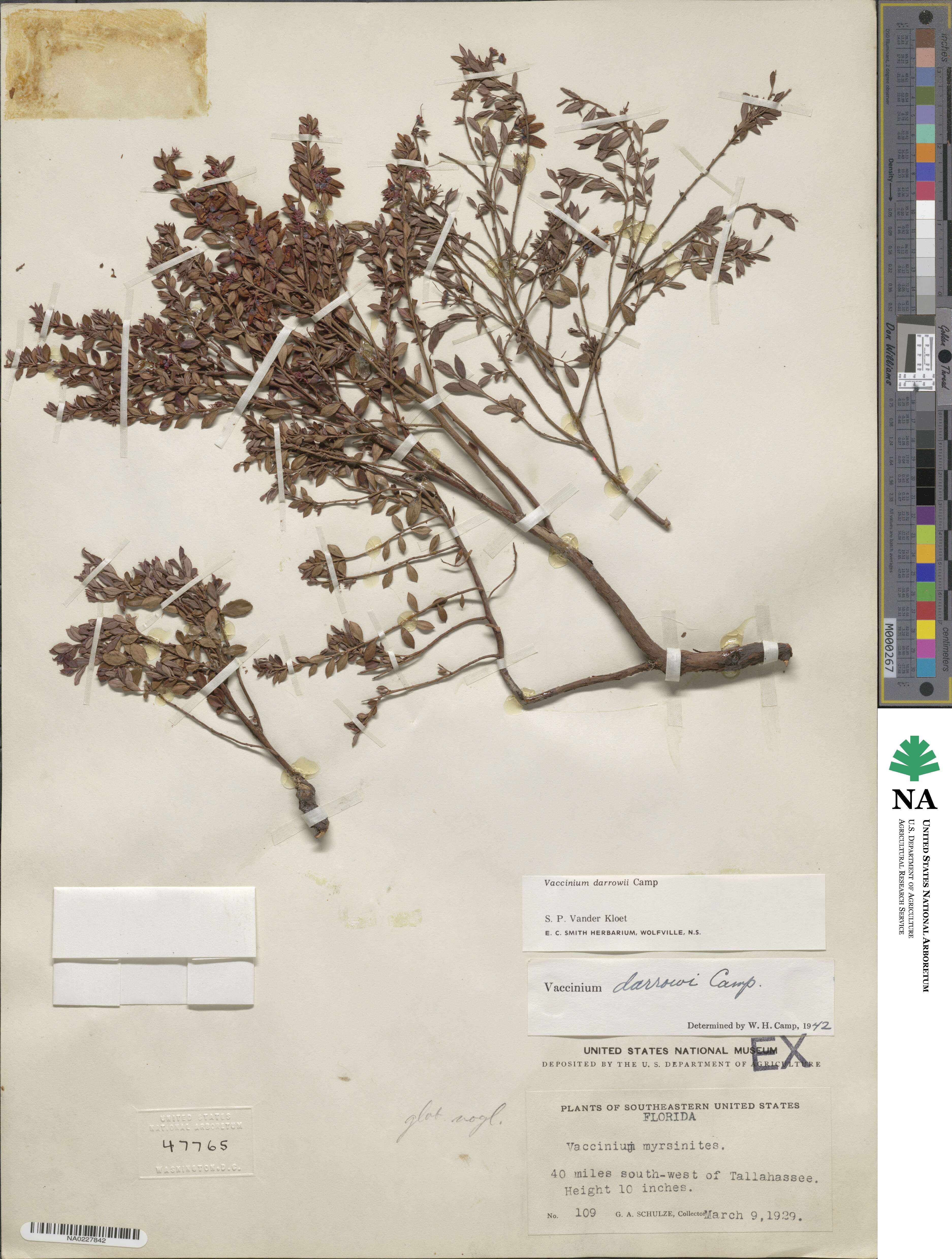 Vaccinium darrowii image