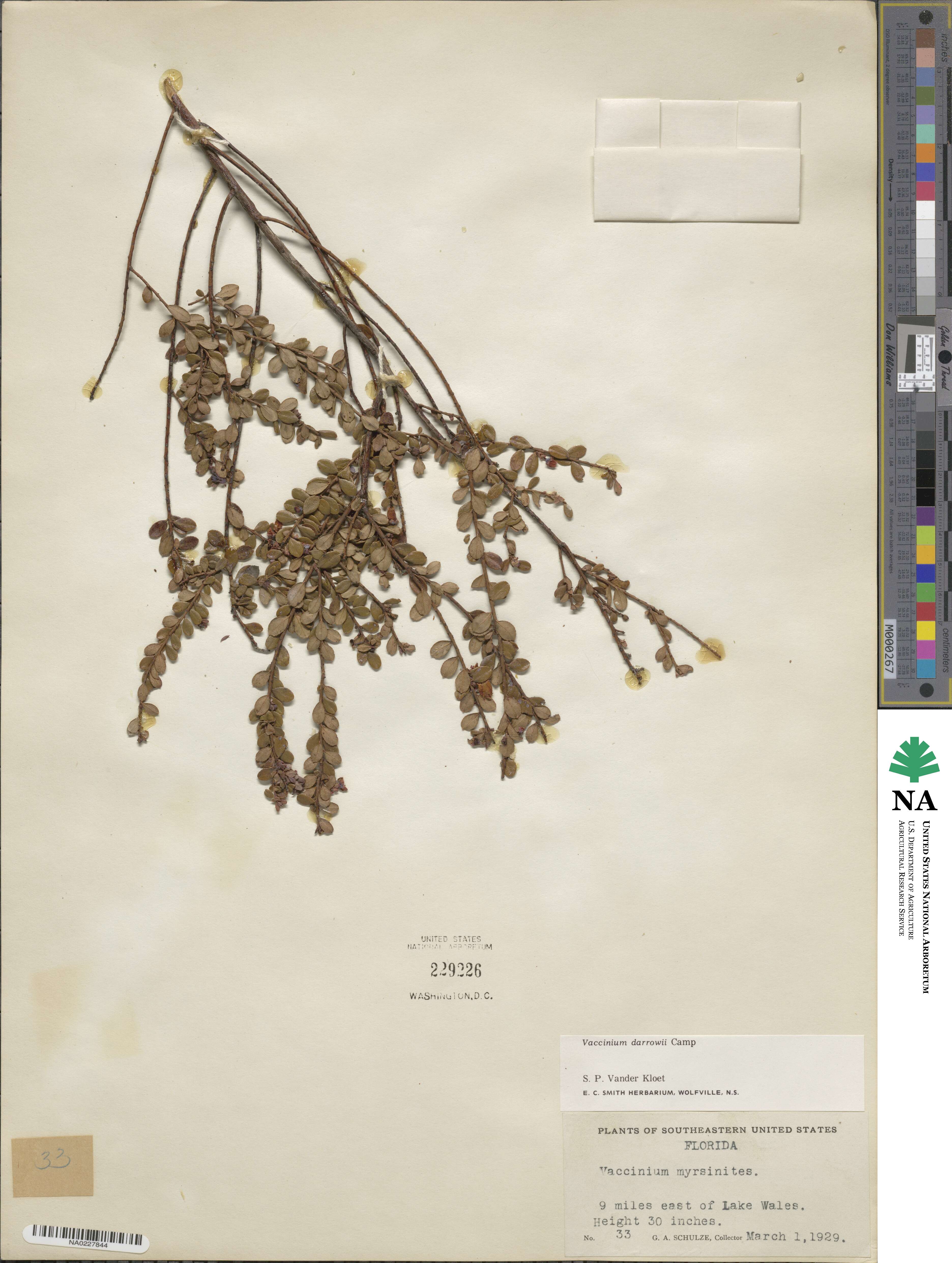 Vaccinium darrowii image