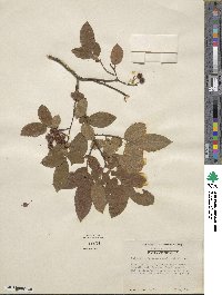 Vaccinium stamineum image