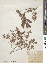 Vaccinium stamineum image