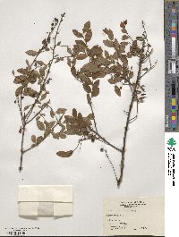 Vaccinium elliottii image