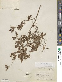 Vaccinium elliottii image