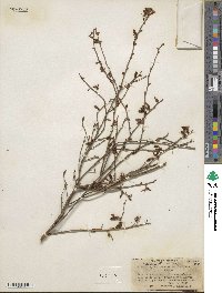 Vaccinium elliottii image