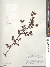 Vaccinium elliottii image