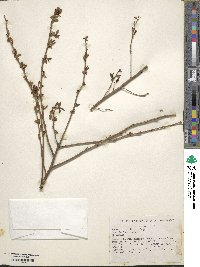 Vaccinium elliottii image