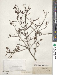 Vaccinium elliottii image