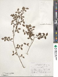 Vaccinium elliottii image