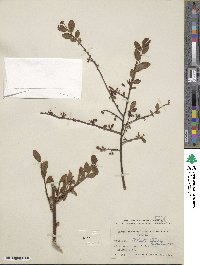 Vaccinium elliottii image