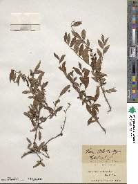 Vaccinium elliottii image