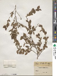 Vaccinium elliottii image