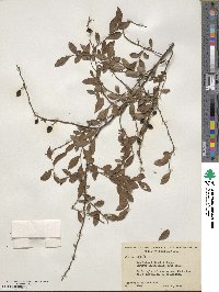 Vaccinium elliottii image