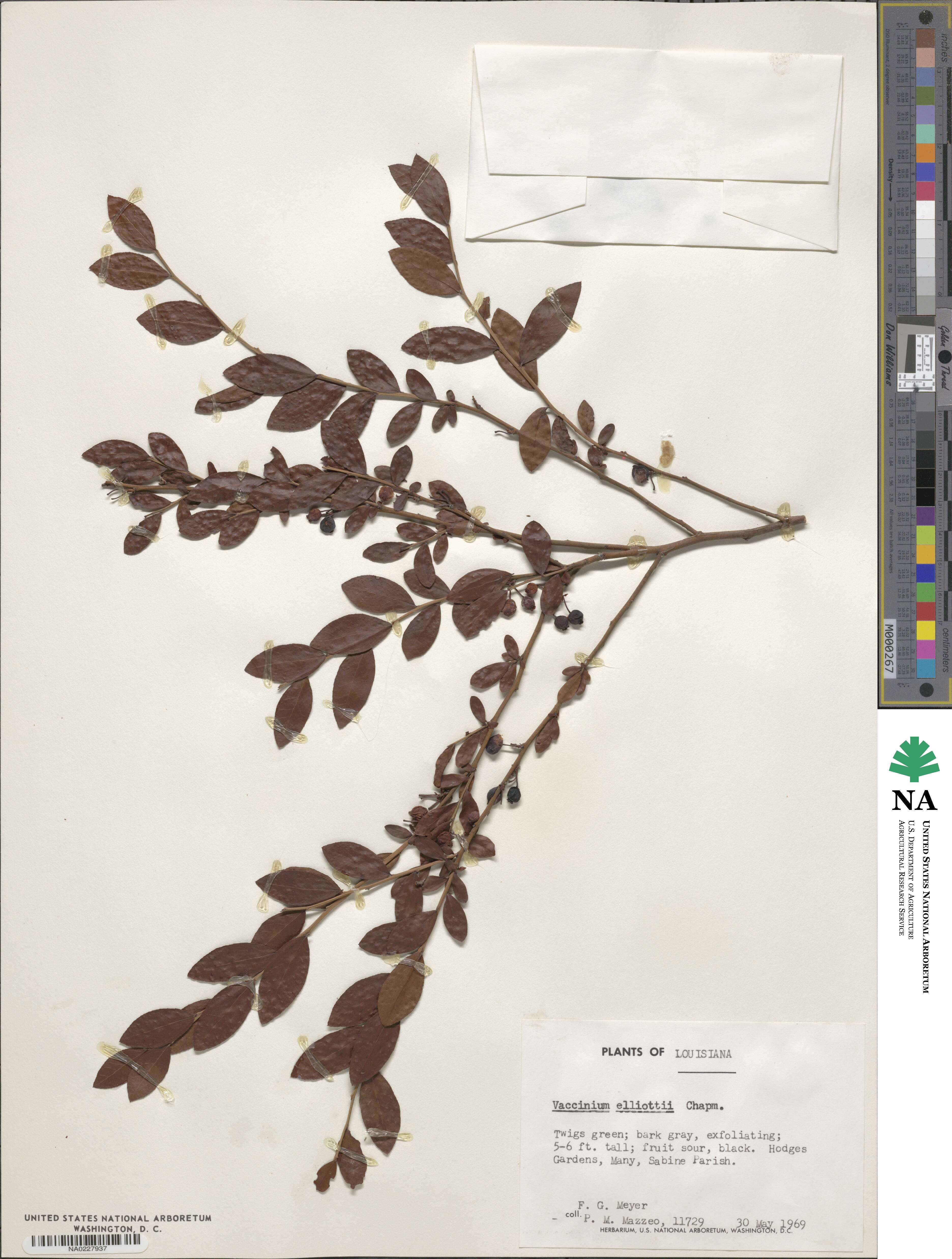 Vaccinium elliottii image