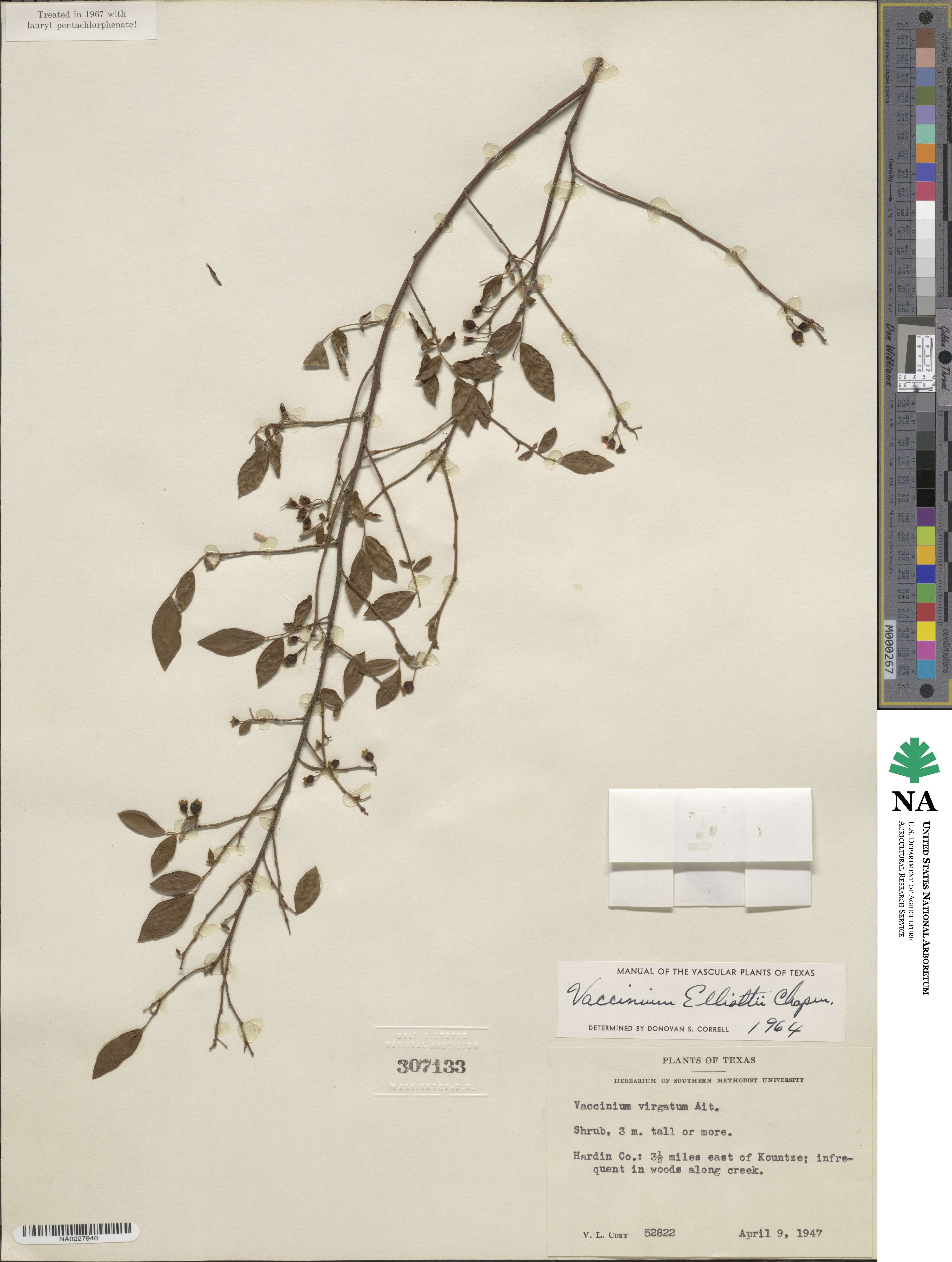 Vaccinium elliottii image