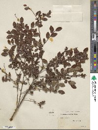 Vaccinium elliottii image