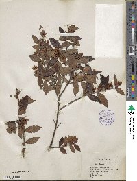 Vaccinium formosum image