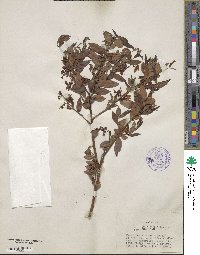 Vaccinium formosum image