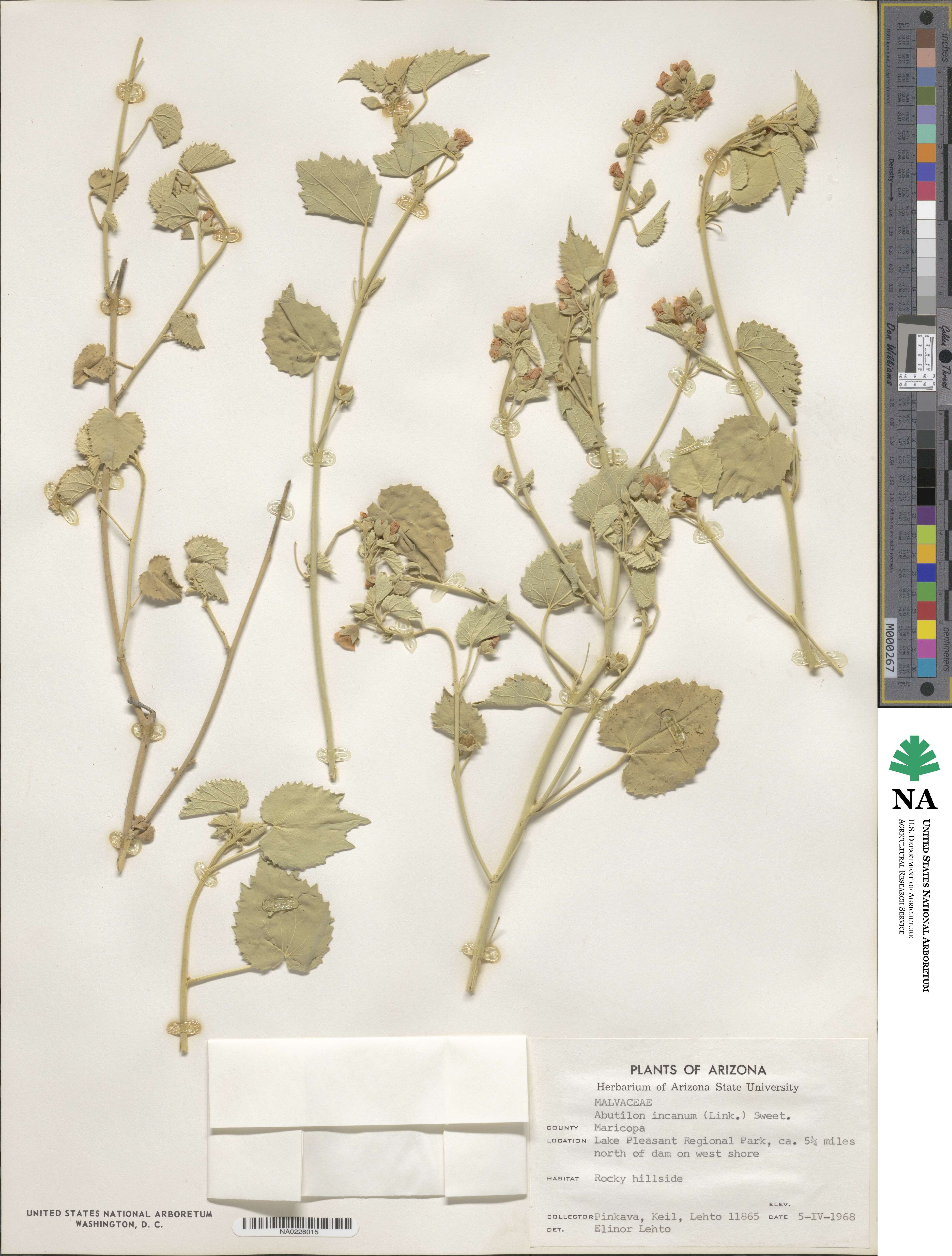 Abutilon incanum image