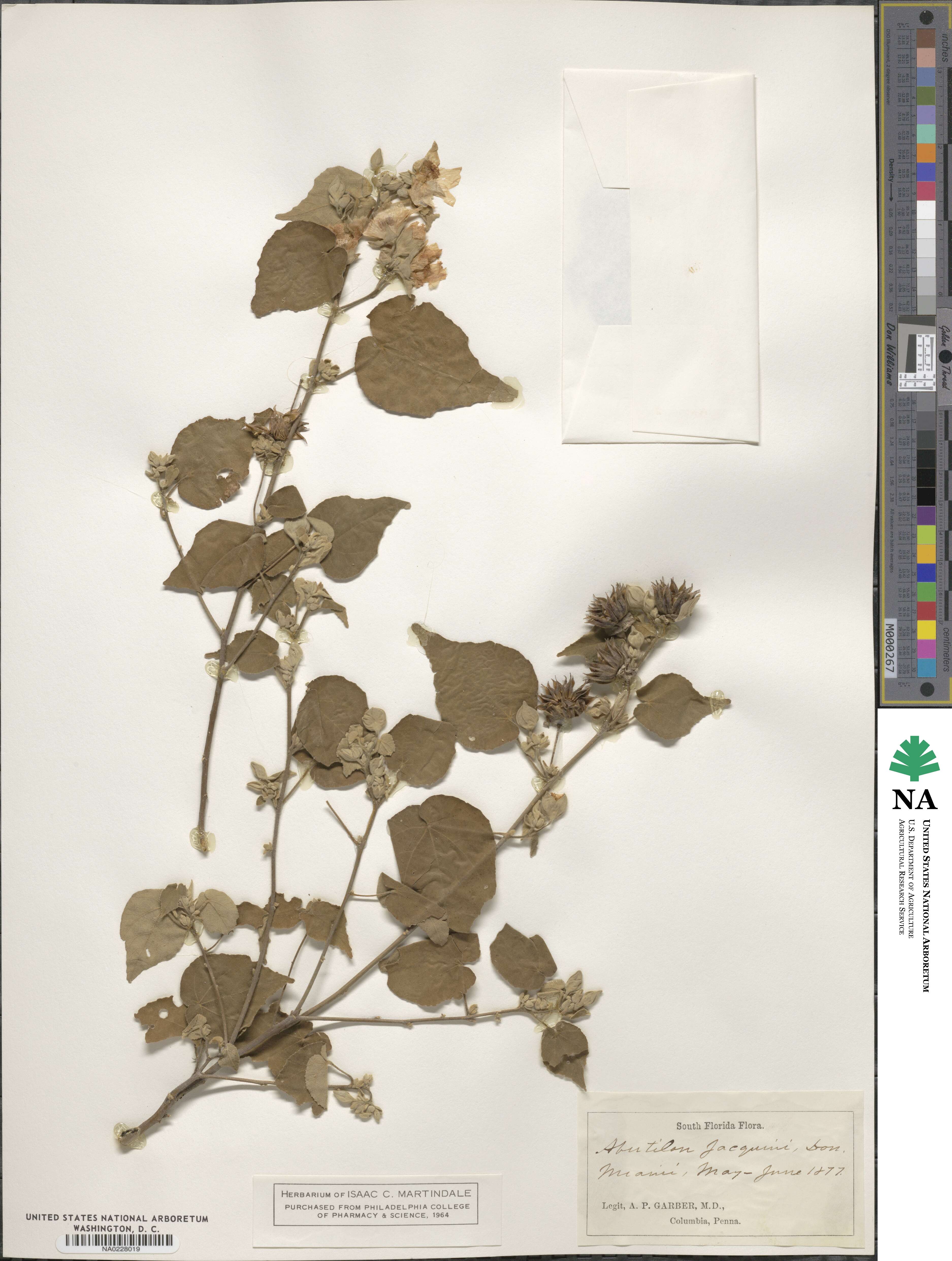 Abutilon abutiloides image