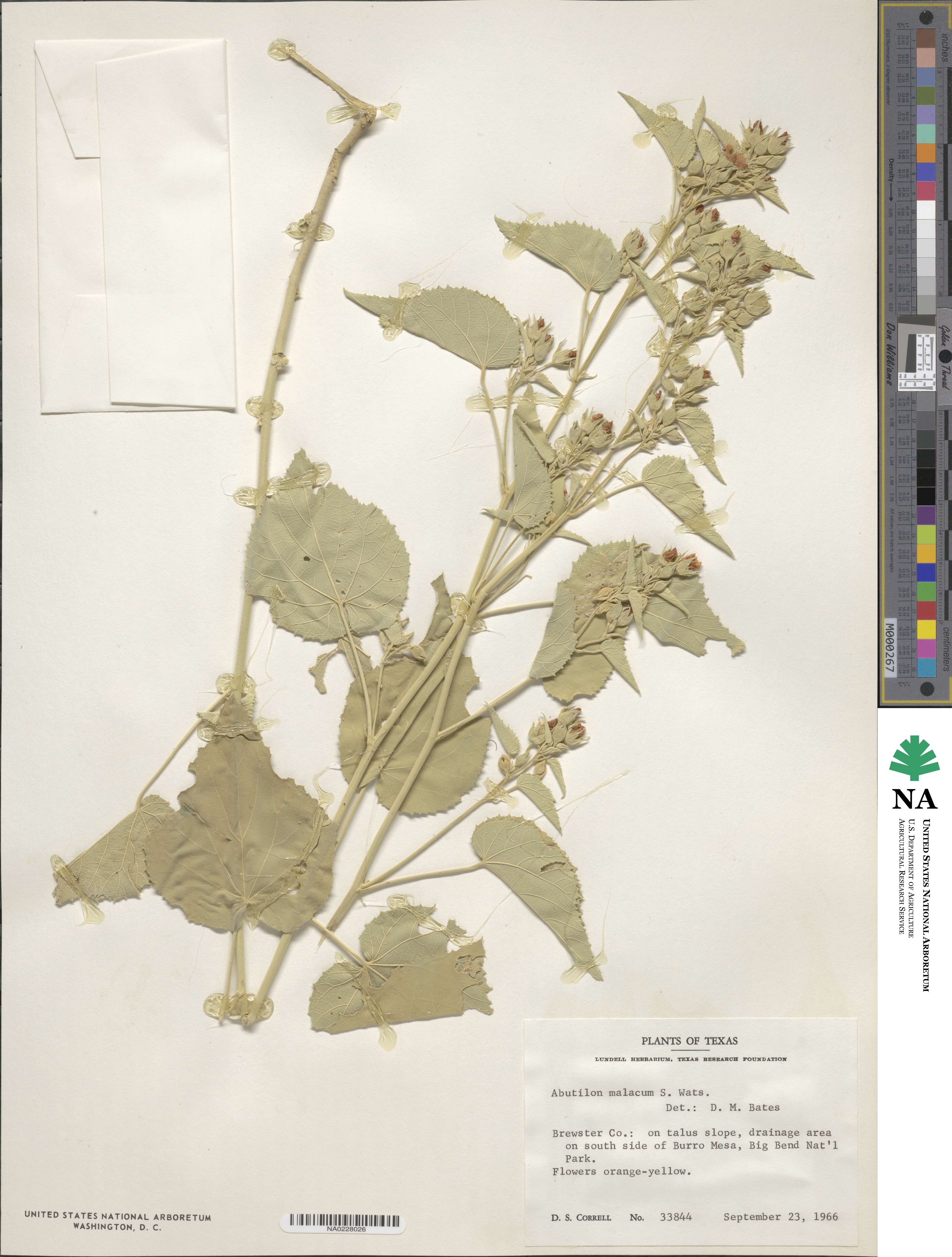 Abutilon malacum image