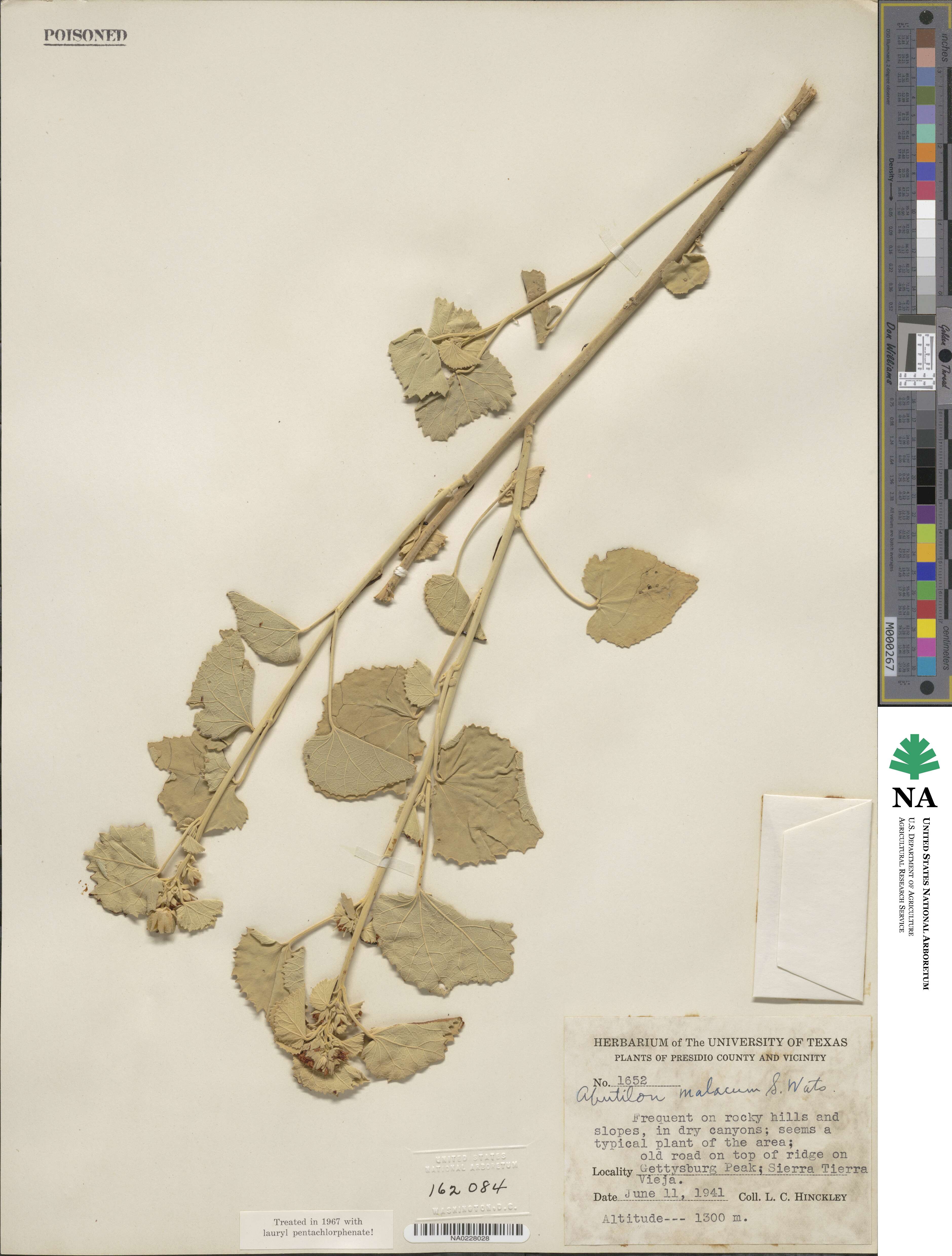 Abutilon malacum image