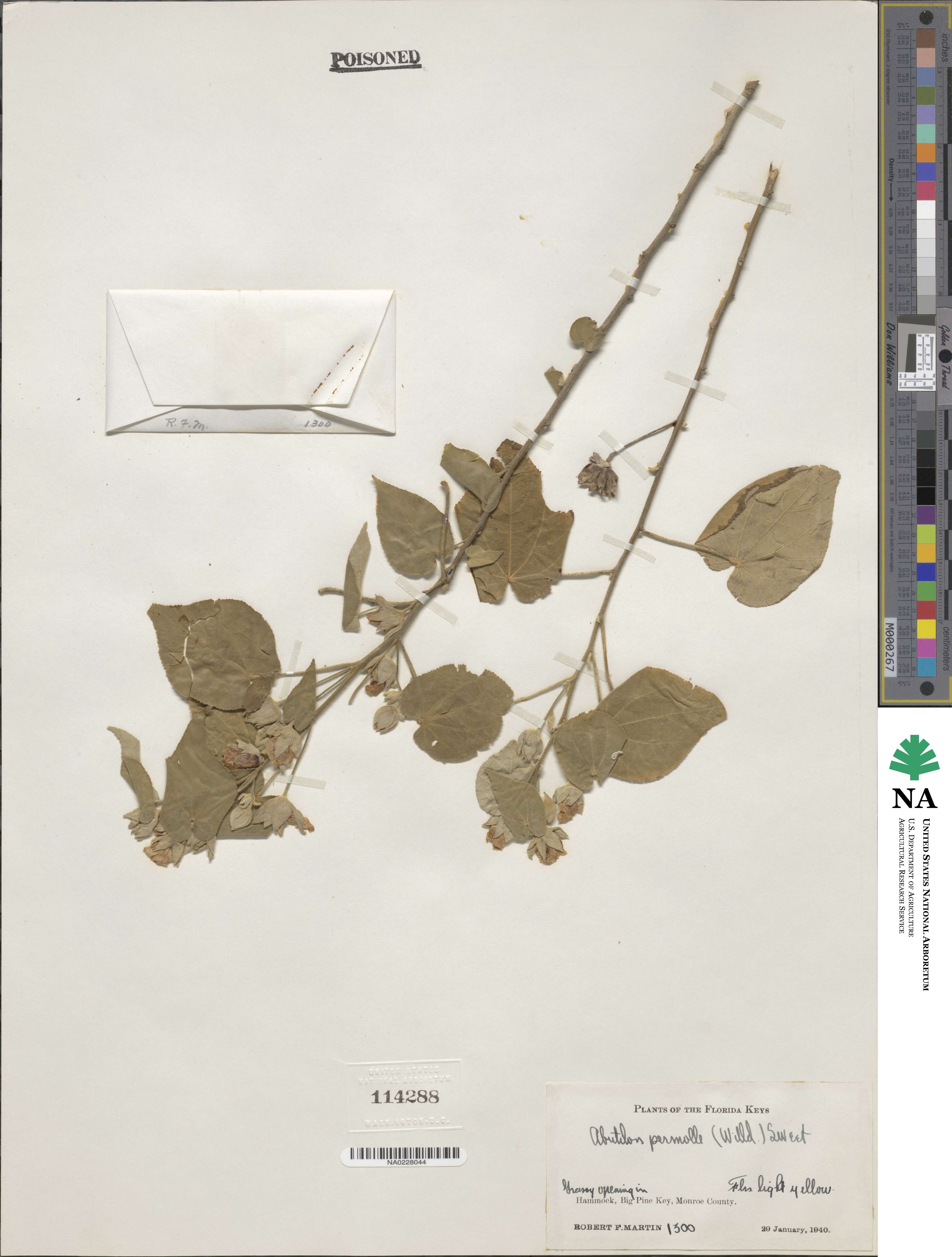 Abutilon permolle image