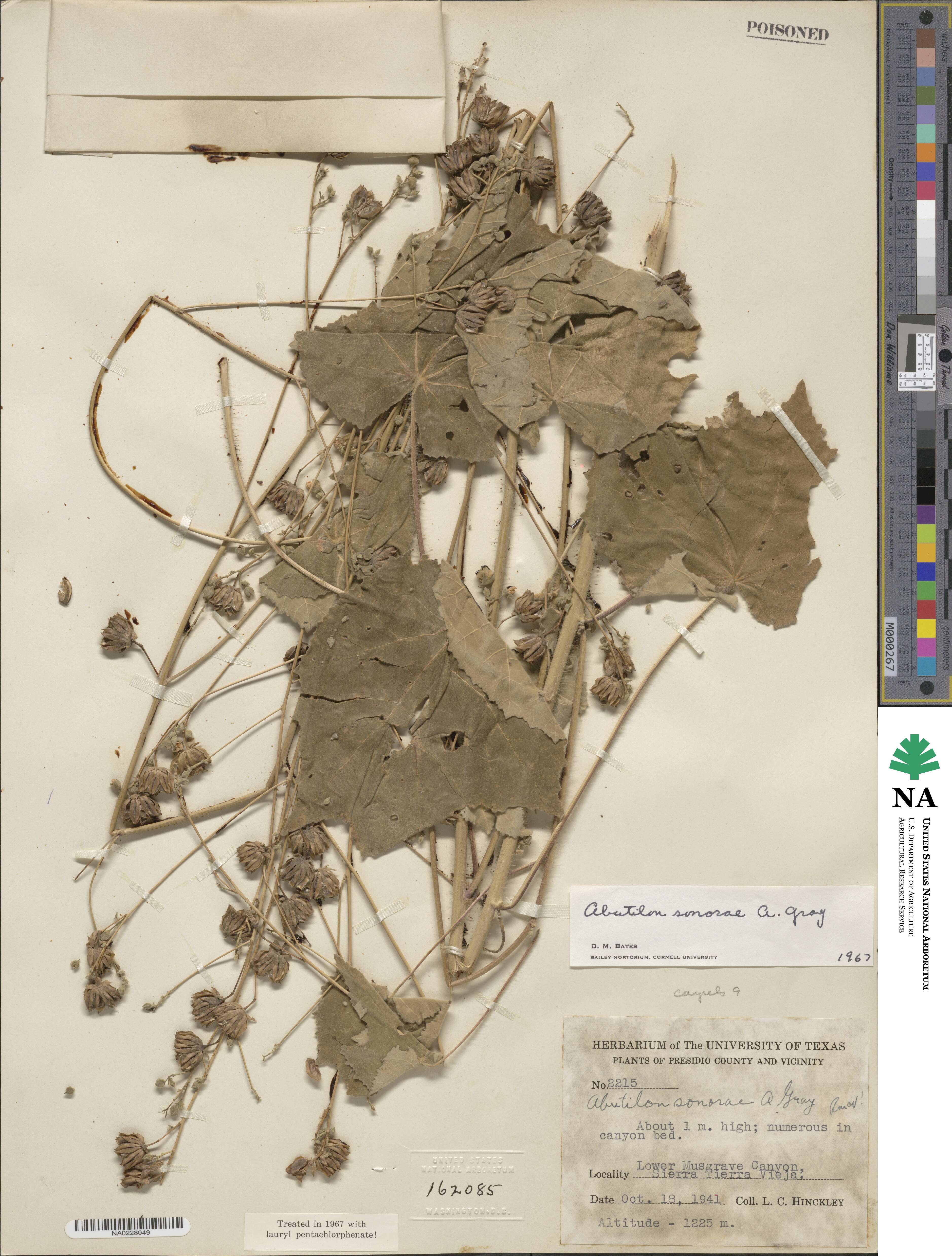 Abutilon mollicomum image