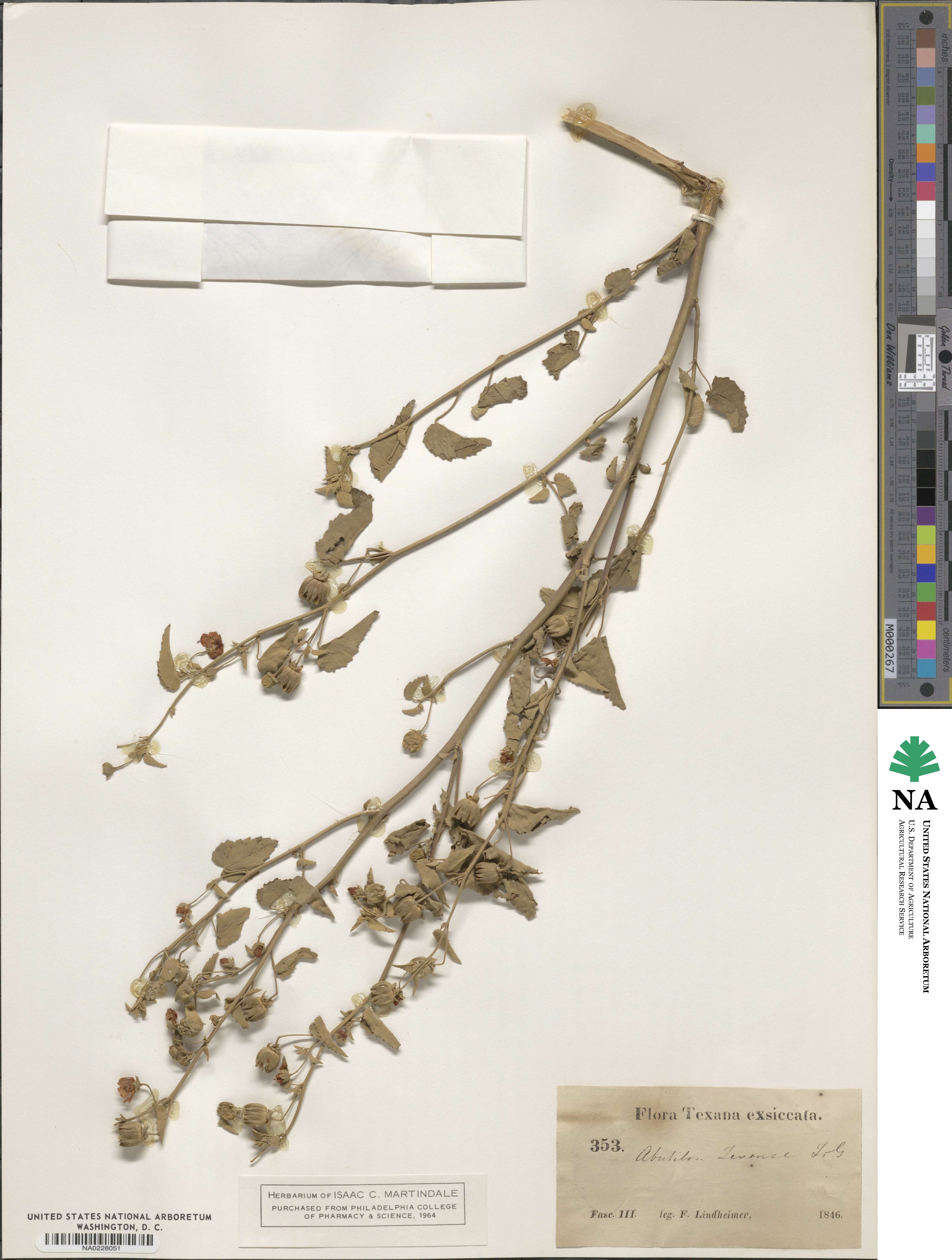Abutilon fruticosum image
