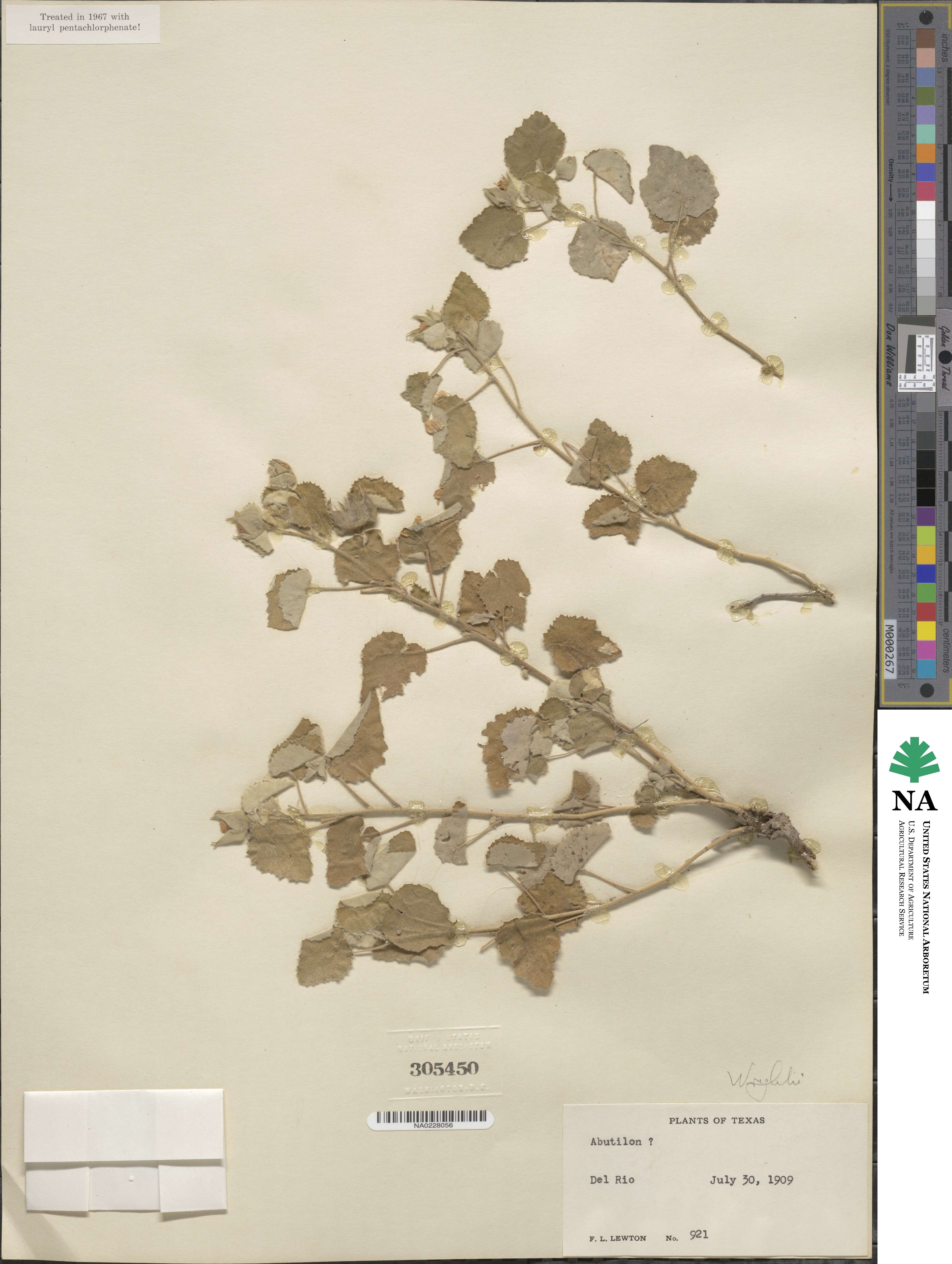 Abutilon wrightii image