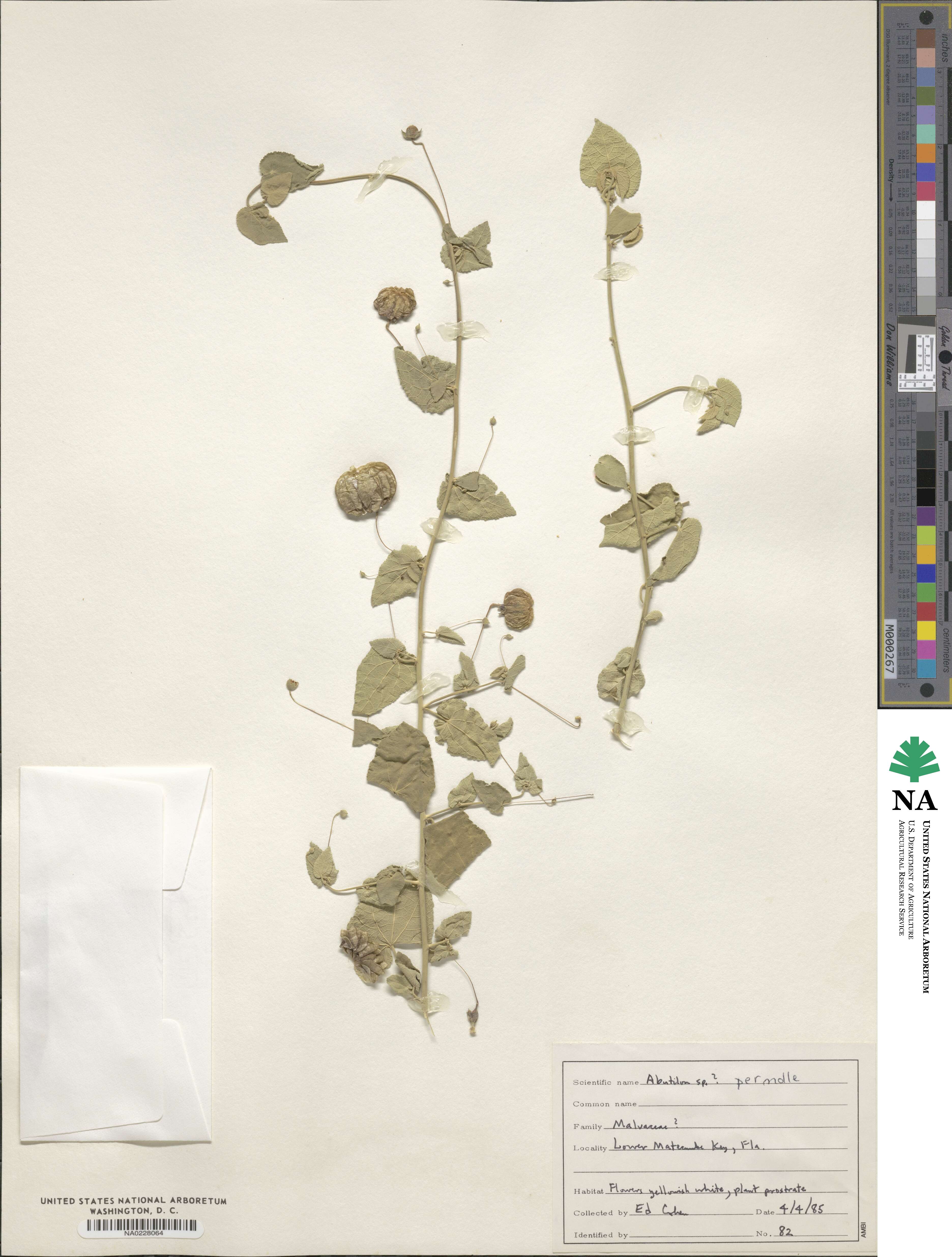 Malvoideae image