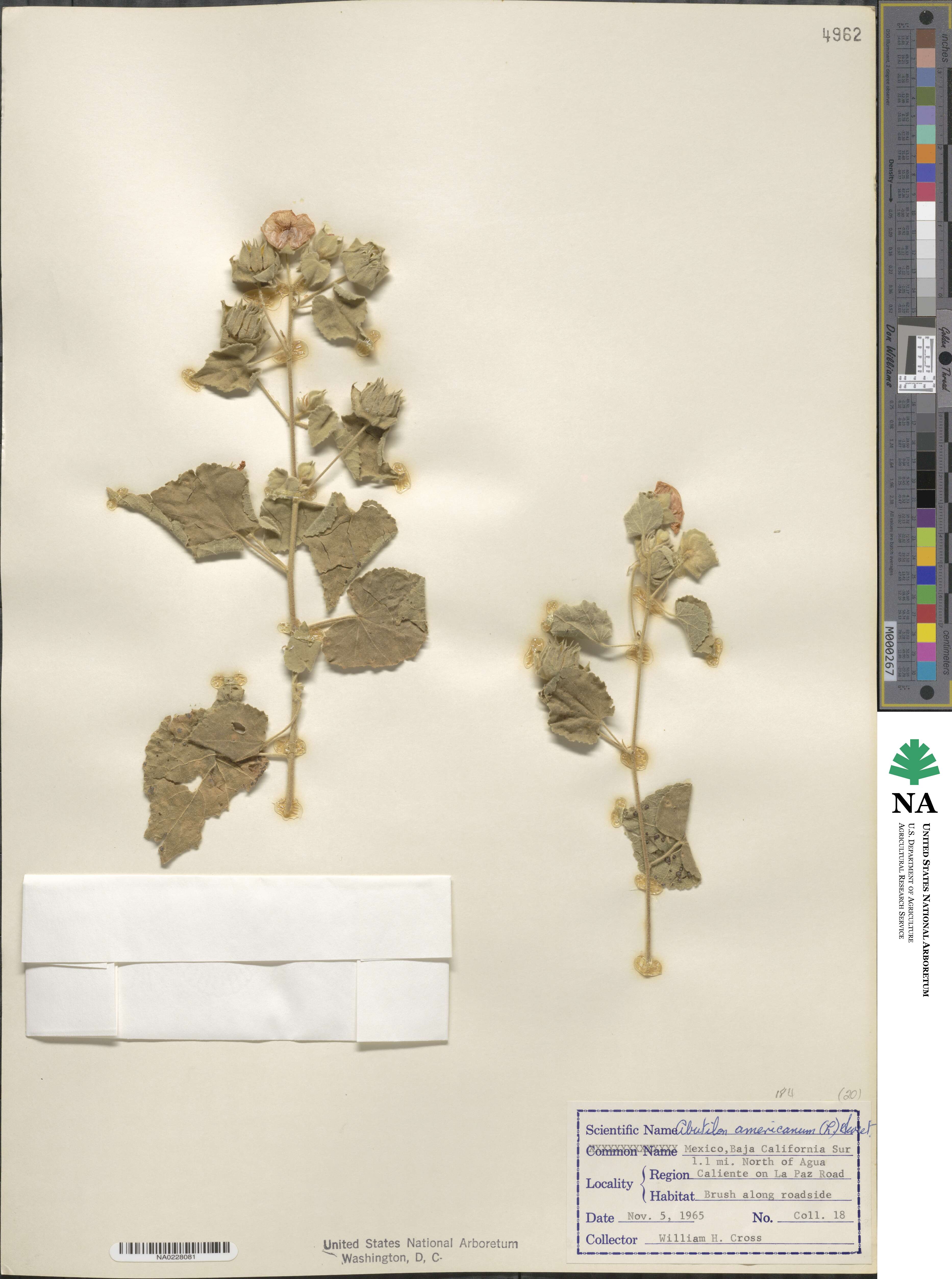 Abutilon abutiloides image