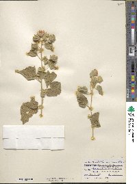 Abutilon abutiloides image