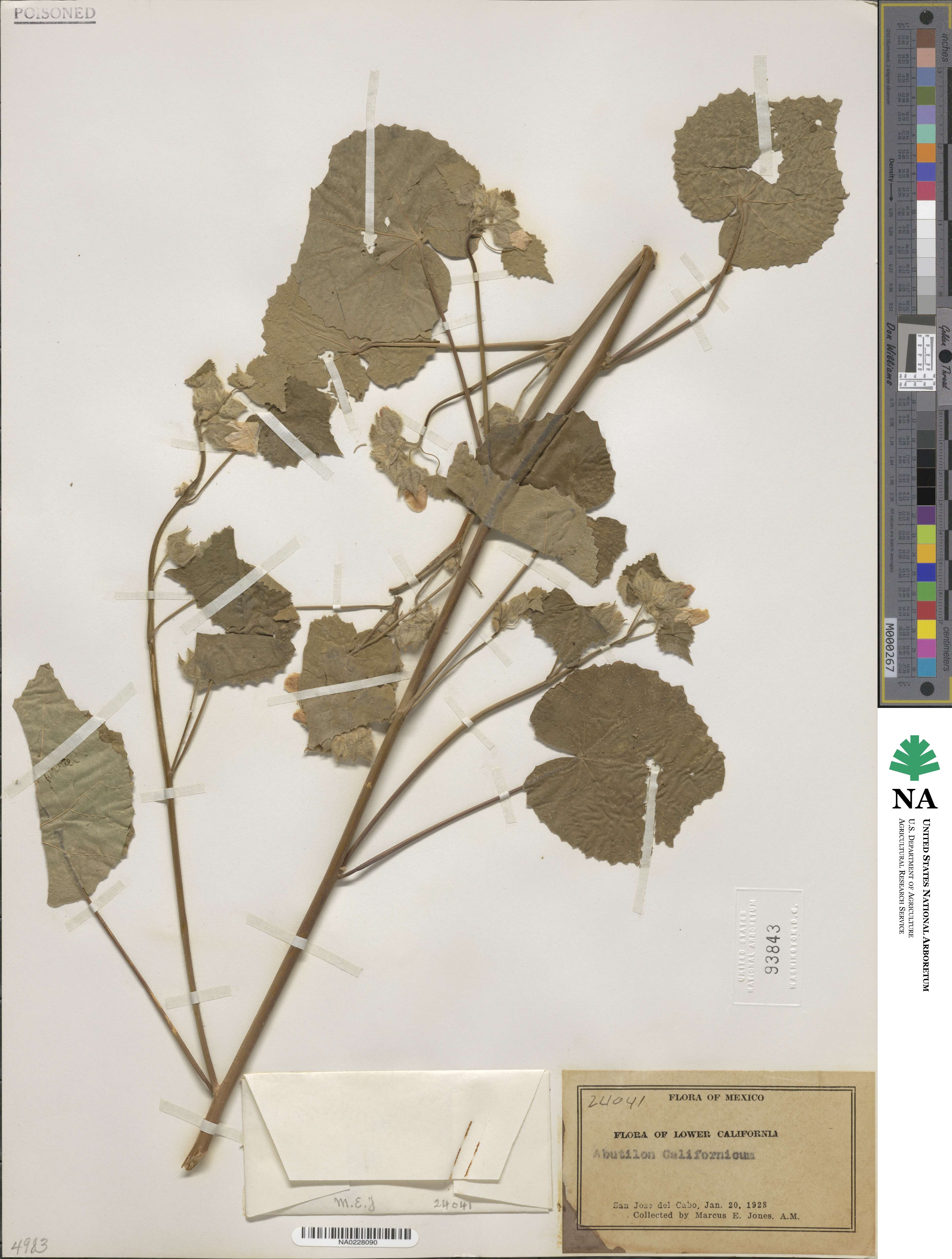 Abutilon californicum image